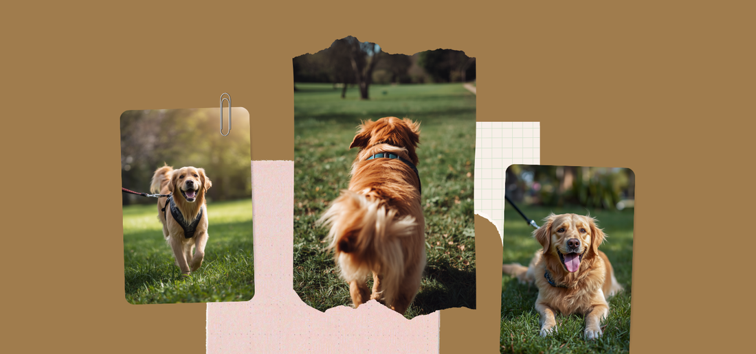 Perros paseando con arnés, collage panorámico de fotos Mimoso Pet