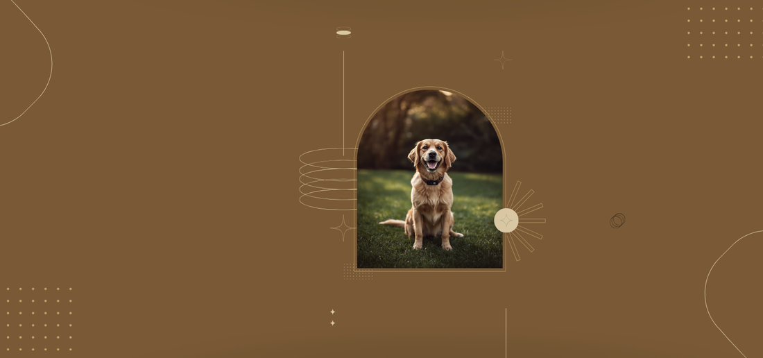 Perro con collar GPS en un jardín, concepto de zona segura