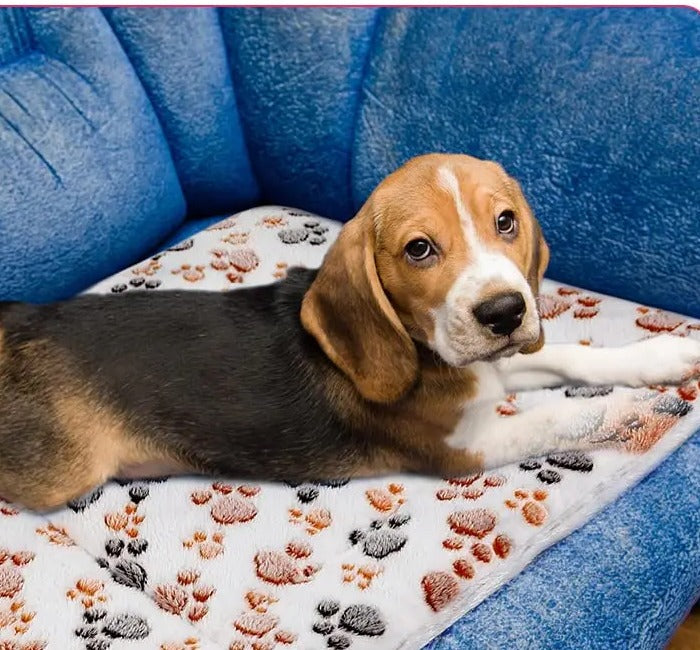 Manta polar - beagle en el sofa